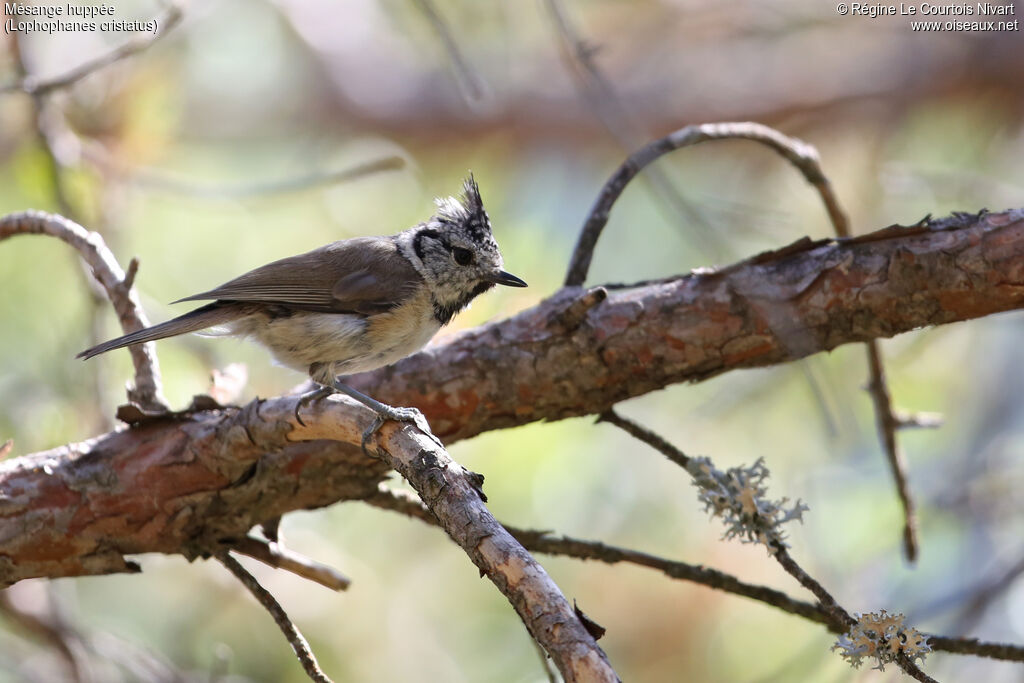 Mésange huppée