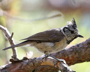 Mésange huppée