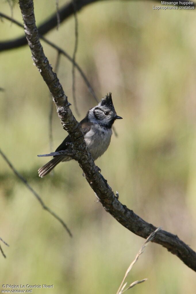 Mésange huppée