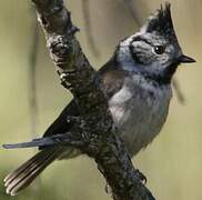 European Crested Tit