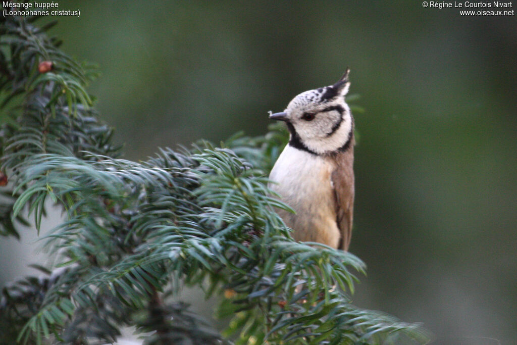 Mésange huppée