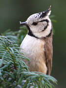 European Crested Tit