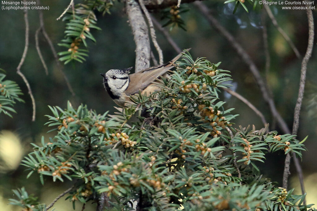 Crested Tit