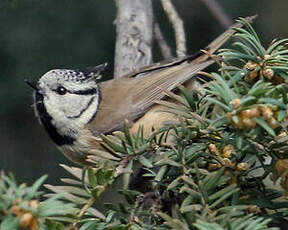 Mésange huppée