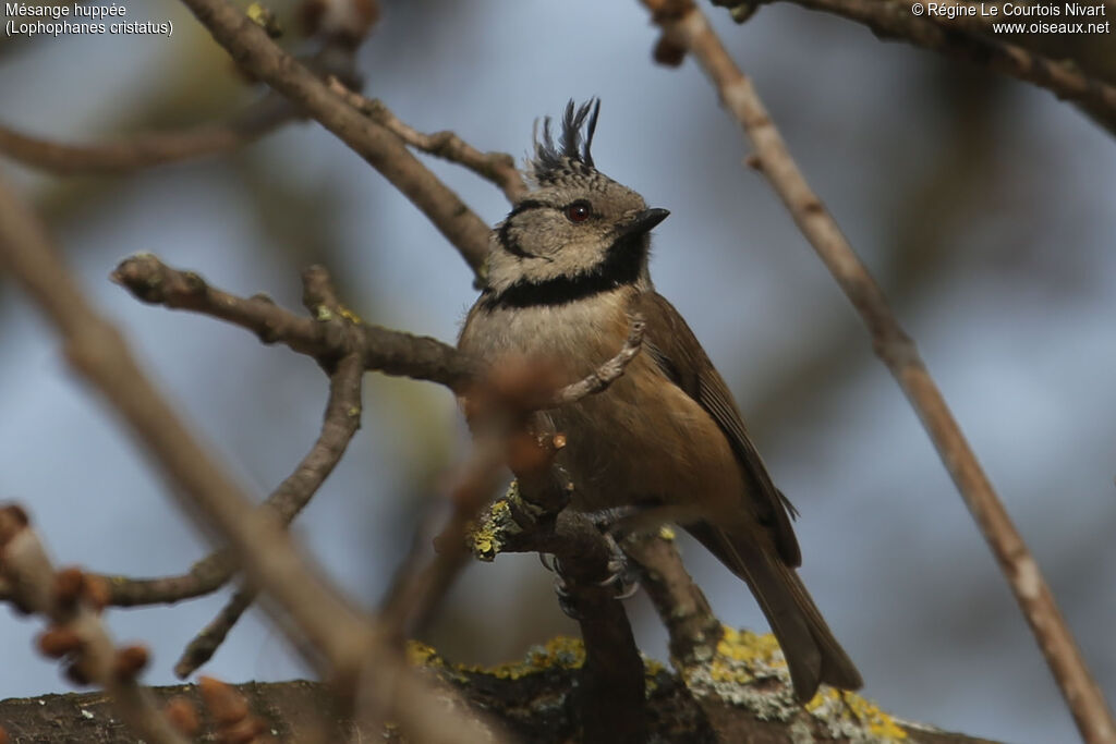 Mésange huppée