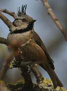 European Crested Tit