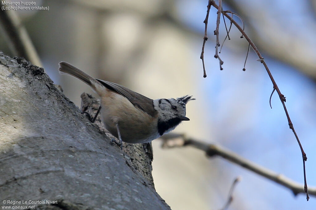 European Crested Tit