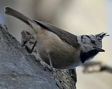 Crested Tit