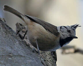 Mésange huppée