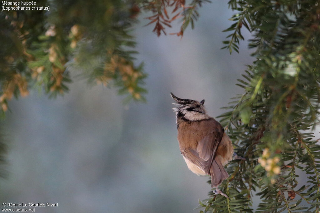 Mésange huppée