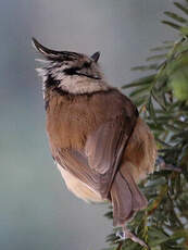 Mésange huppée