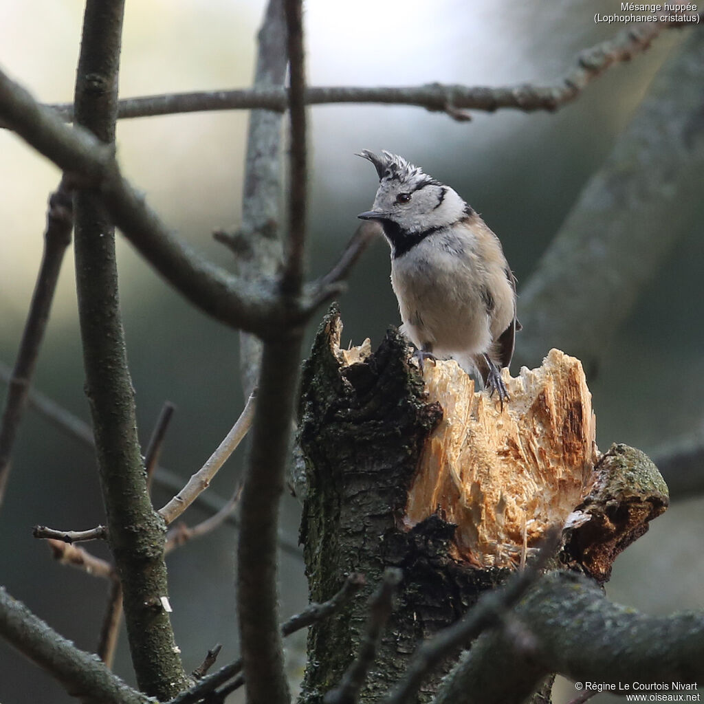 European Crested Tit