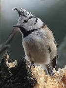 European Crested Tit