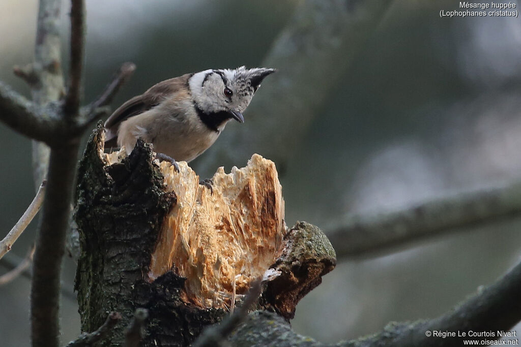 European Crested Tit