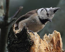 Crested Tit