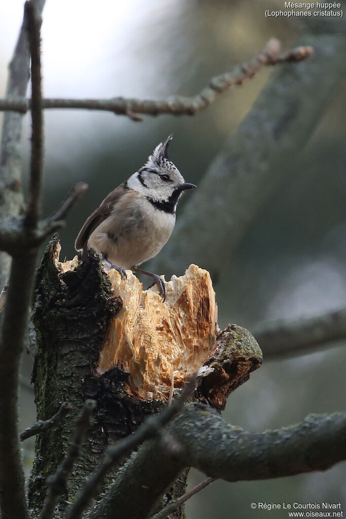 Mésange huppée