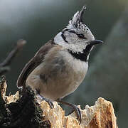 Crested Tit