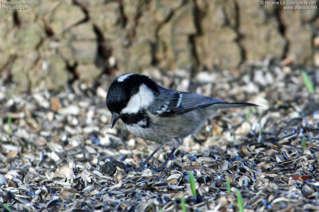 Coal Tit