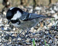 Coal Tit