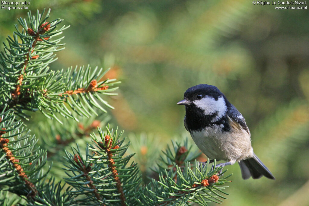 Mésange noire