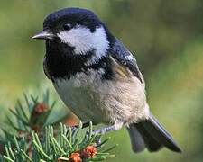 Coal Tit