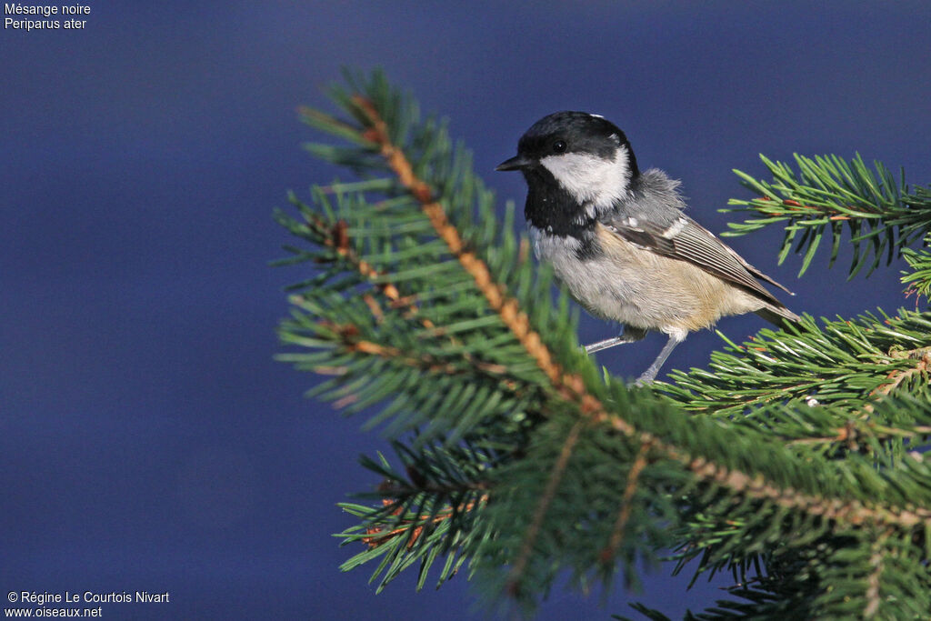 Coal Tit