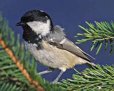 Coal Tit