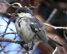 Coal Tit