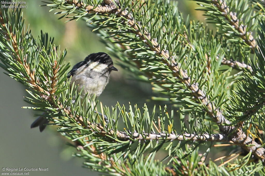 Coal Tit