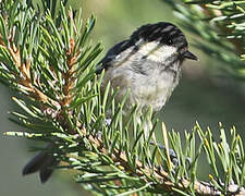 Coal Tit