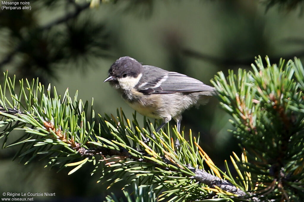 Coal Tit