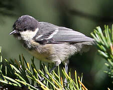 Coal Tit