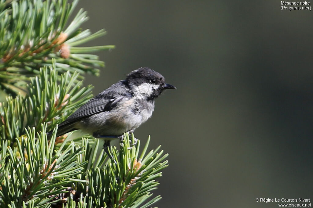 Coal Tit