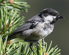 Coal Tit