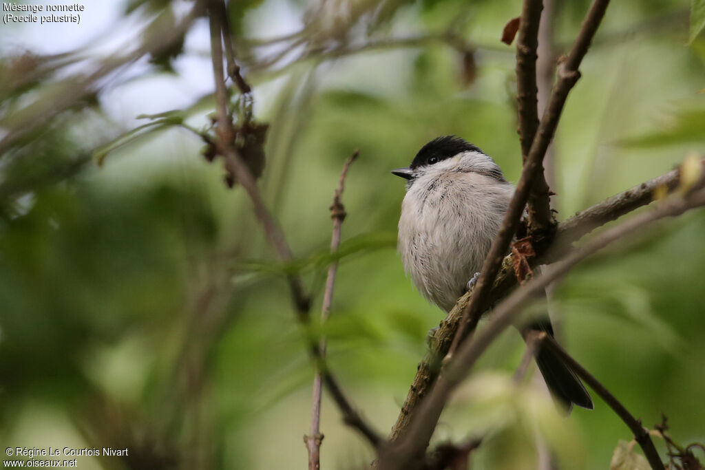 Marsh Titjuvenile