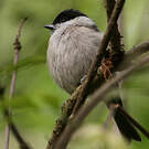 Mésange nonnette