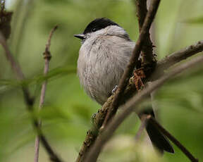 Mésange nonnette