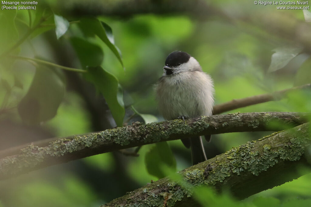 Mésange nonnettejuvénile