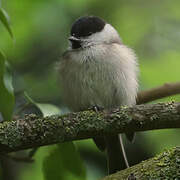 Marsh Tit