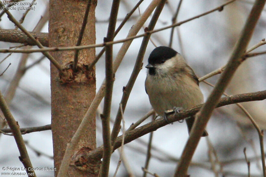 Marsh Tit