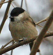 Marsh Tit