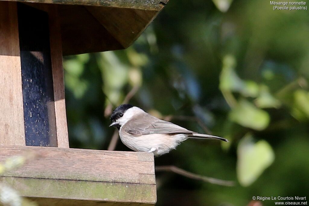 Mésange nonnette