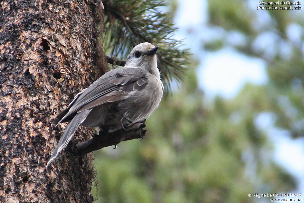 Grey Jay