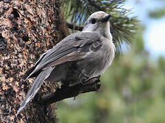 Grey Jay