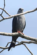 Plumbeous Kite