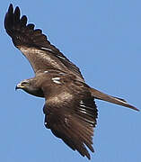 Black Kite