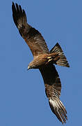 Black Kite