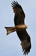 Black Kite