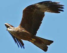 Black Kite