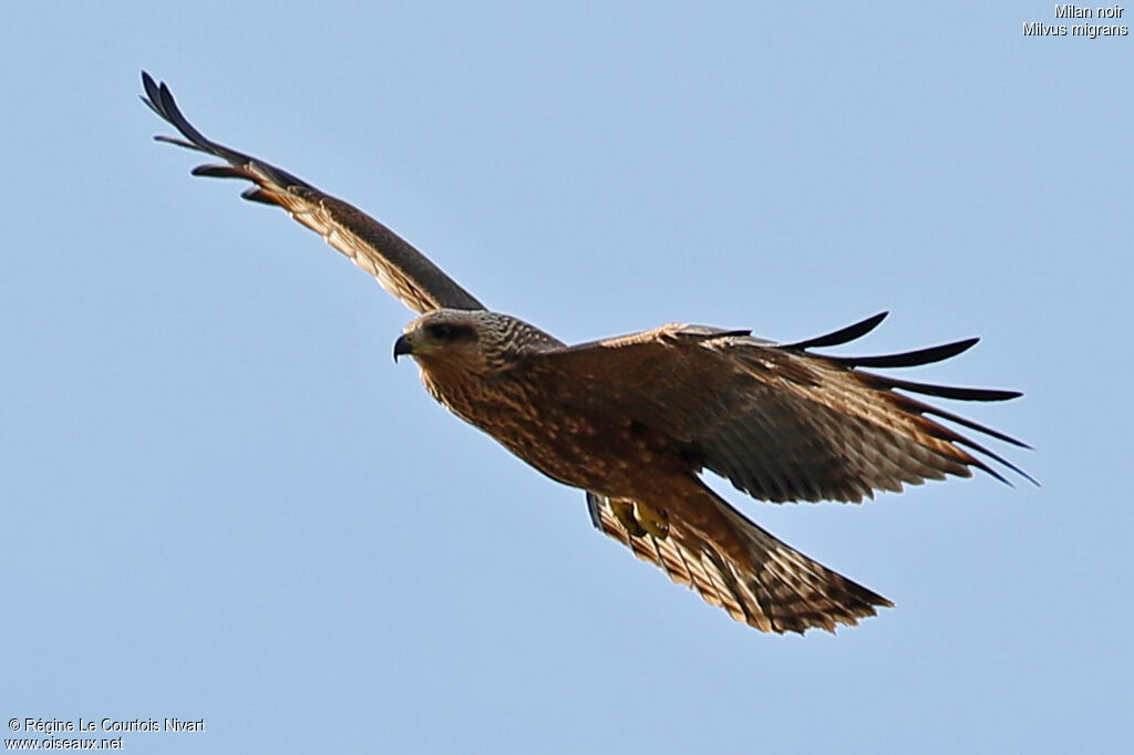 Black Kitejuvenile